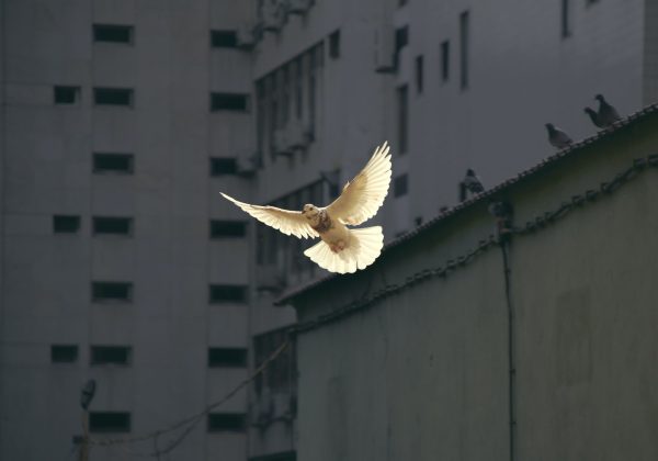 dove of peace in flight
